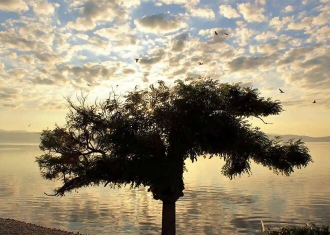 Creating the Life You Love & Living the Dream Life